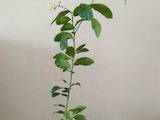 Домашні рослини Цитрусові рослини, ціна 1000 Грн., Фото