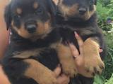 Собаки, щенки Ротвейлер, цена 4000 Грн., Фото