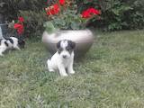 Собаки, щенята Жорсткошерстий фокстер'єр, ціна 1100 Грн., Фото