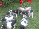 Собаки, щенята Жорсткошерстий фокстер'єр, ціна 1100 Грн., Фото