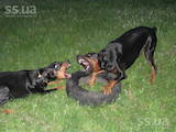 Собаки, щенки Доберман, цена 3000 Грн., Фото