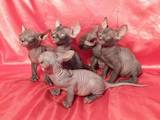 Кішки, кошенята Донський сфінкс, ціна 2600 Грн., Фото