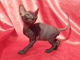 Кошки, котята Донской сфинкс, цена 2600 Грн., Фото