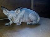 Кішки, кошенята Канадський сфінкс, ціна 1500 Грн., Фото
