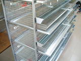 Птицеводство Оборудование для птичьих ферм, цена 6900 Грн., Фото