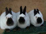 Животноводство,  Сельхоз животные Кролики, Нутрии, цена 150 Грн., Фото