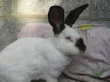 Гризуни Кролики, ціна 250 Грн., Фото