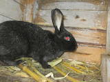 Грызуны Кролики, цена 250 Грн., Фото