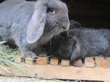 Животноводство Кролиководство, цена 450 Грн., Фото