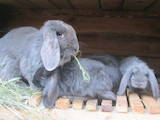 Животноводство Кролиководство, цена 450 Грн., Фото
