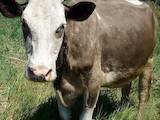 Животноводство,  Сельхоз животные Крупно-рогатый скот, цена 15000 Грн., Фото