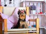 Собаки, щенки Йоркширский терьер, цена 5000 Грн., Фото