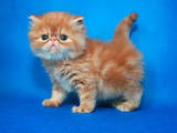 Кошки, котята Персидская, цена 8000 Грн., Фото
