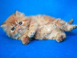 Кішки, кошенята Персидська, ціна 8000 Грн., Фото