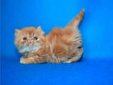 Кошки, котята Персидская, цена 8000 Грн., Фото