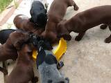 Собаки, щенята Німецька гладкошерста лягава, ціна 7800 Грн., Фото