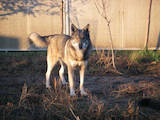 Собаки, щенята Західно-Сибірська лайка, ціна 1200 Грн., Фото