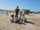 Собаки, щенята Середньоазіатська вівчарка, ціна 4500 Грн., Фото