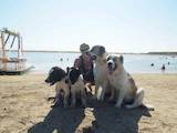 Собаки, щенки Среднеазиатская овчарка, цена 4500 Грн., Фото