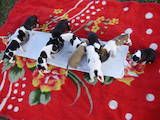 Собаки, щенята Американський стаффордширський тер'єр, ціна 1000 Грн., Фото