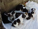Собаки, щенки Американский стаффордширский терьер, цена 1000 Грн., Фото