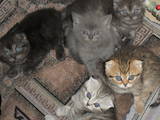 Кошки, котята Шотландская короткошерстная, цена 500 Грн., Фото