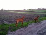 Собаки, щенята Угорська вижла, ціна 4000 Грн., Фото