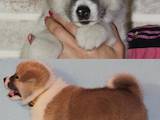 Собаки, щенки Акита-ину, цена 14600 Грн., Фото