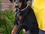Собаки, щенята Доберман, ціна 15600 Грн., Фото