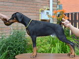 Собаки, щенки Доберман, цена 15600 Грн., Фото