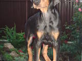 Собаки, щенята Доберман, ціна 15600 Грн., Фото