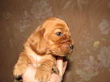 Собаки, щенята Англійський коккер, ціна 3000 Грн., Фото