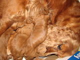 Собаки, щенята Англійський коккер, ціна 3000 Грн., Фото