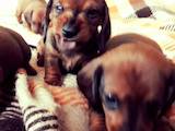 Собаки, щенки Гладкошерстная кроличья такса, цена 1500 Грн., Фото