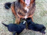Собаки, щенята Гірський собака Берна, ціна 2500 Грн., Фото