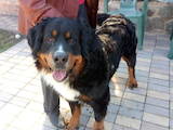 Собаки, щенята Гірський собака Берна, ціна 2500 Грн., Фото
