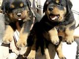 Собаки, щенята Ротвейлер, ціна 50 Грн., Фото