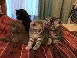 Кішки, кошенята Шотландська короткошерста, ціна 1400 Грн., Фото