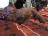 Кішки, кошенята Шотландська короткошерста, ціна 1400 Грн., Фото