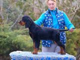 Собаки, щенята Сетер-гордон, ціна 25000 Грн., Фото