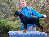 Собаки, щенята Сетер-гордон, ціна 25000 Грн., Фото
