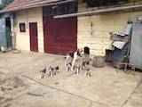 Собаки, щенята Різне, ціна 800 Грн., Фото