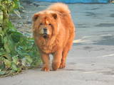 Собаки, щенята Чау-чау, ціна 12000 Грн., Фото