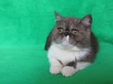 Кошки, котята Экзотическая короткошерстная, цена 1900 Грн., Фото