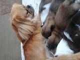 Собаки, щенята Пекінес, ціна 500 Грн., Фото