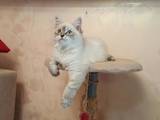 Кішки, кошенята Невськая маскарадна, ціна 15000 Грн., Фото