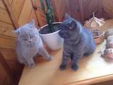 Кішки, кошенята Британська короткошерста, ціна 550 Грн., Фото