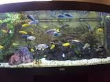 Рибки, акваріуми Акваріуми і устаткування, ціна 15000 Грн., Фото