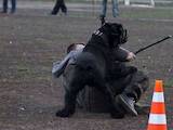 Собаки, щенята Різеншнауцер, ціна 6000 Грн., Фото