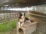 Собаки, щенята Східно-сибірська лайка, ціна 2500 Грн., Фото